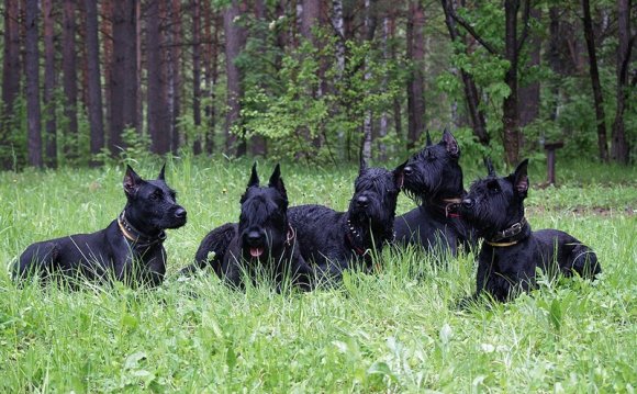 10 самых агрессивных пород