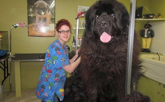 Bigdog2