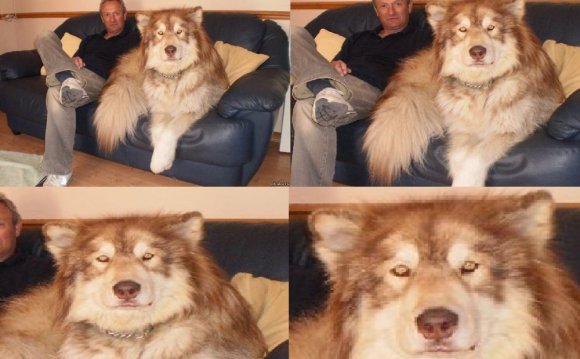 Котят говорите любите?