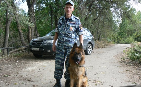 Фото служебных собак скачать