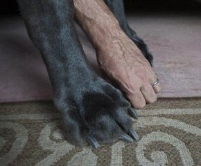 Они не требуют особого ухода