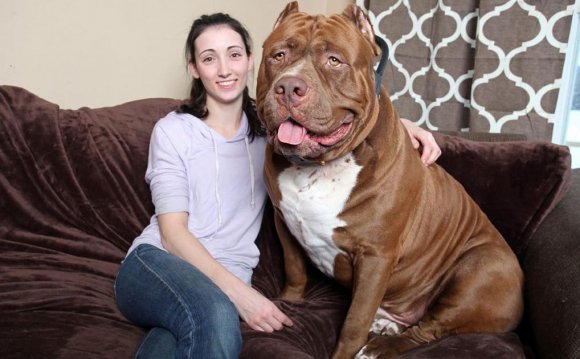 Самые большие собаки мира