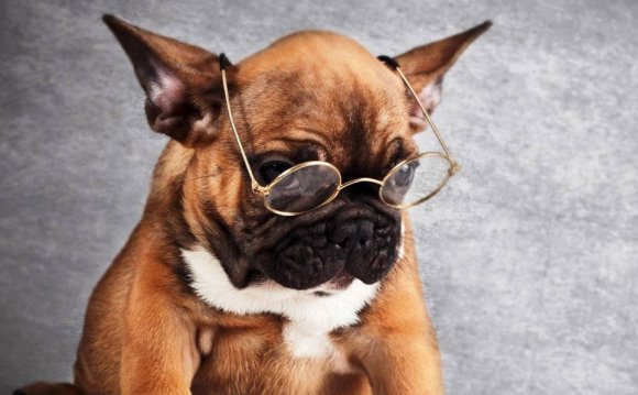 Самые лучшие собаки: умные и