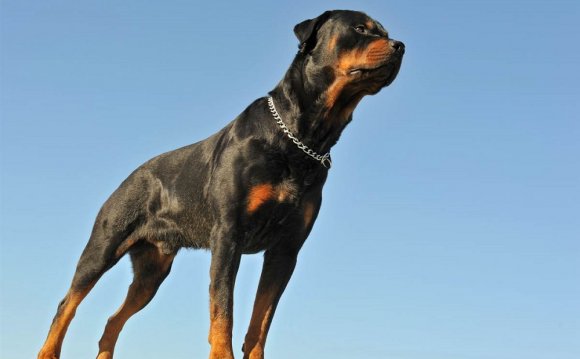 Dogs_001.jpg