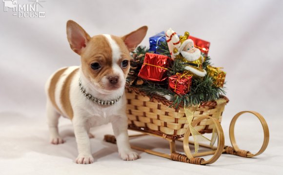 Pale-chihuahua-with-new-year