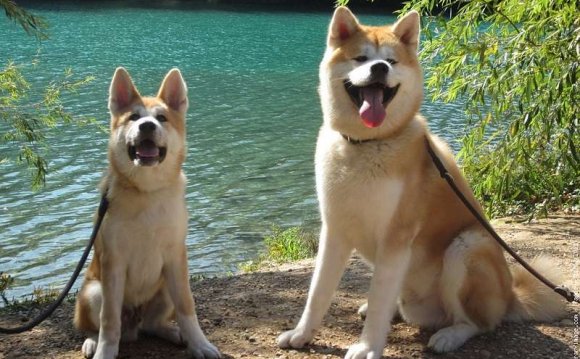Японские Породы Собак Фото