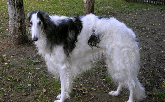 русская псовая борзая