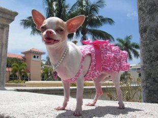 чихуахуа Источник фото: dogs.about.com