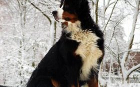 Бернский зенненхунд, фото пароды собак изображение картинка
