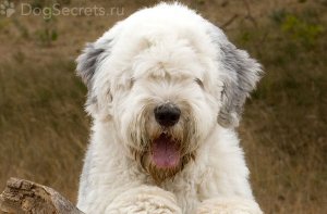 Бобтейл собака: описание породы Бобтейл собака: описание породы