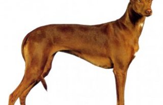 Египетская фараонова собака