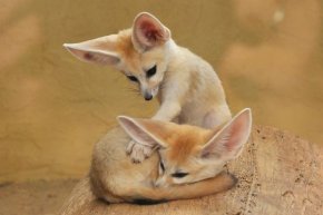 Фенек - милое животное с большими ушами Фенек - милое животное с большими ушами