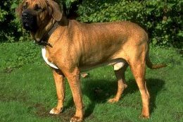 Fila Brasileiro