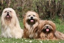 Источник: http://www.pets4homes.co.uk