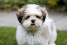 Источник: http://www.puppyband.com
