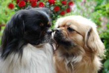 Источник: http://www.tibetspaniel.ch