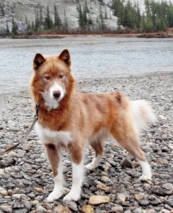 Канадская эскимосская собака