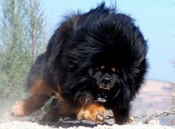 Самая дорогая собака и самая большая кошка в мире кошка, собака, цена, рост, вес, животные