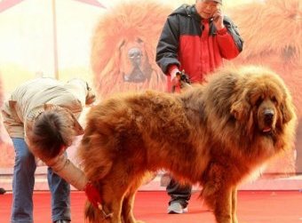 Самая дорогая собака и самая большая кошка в мире кошка, собака, цена, рост, вес, животные