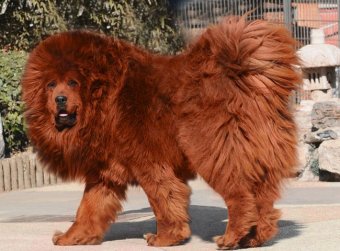 Самая дорогая собака и самая большая кошка в мире кошка, собака, цена, рост, вес, животные