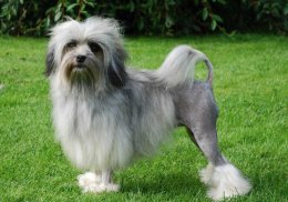 Лион бишон самая редкая порода собак по версии Книги рекордов Гиннеса
