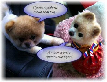 маленькие собачки маленькие собачки
