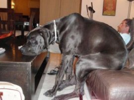 Немецкий дог по кличке Гигантский Джордж, занесенный в Книгу рекордов Гиннеса как самая большая собака в мире, умер на 8-м году жизни в США.