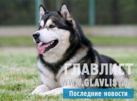 Опасность откуда не ждали: агрессивные породы собак, от которых не ждут опасности Опасность откуда не ждали: агрессивные породы собак, от которых не ждут опасности