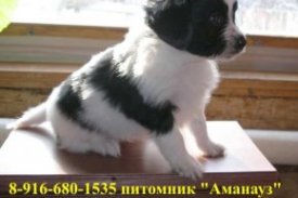 папильон