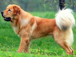Тибетский мастиф (Tibetan Mastiff) - данные о породе собак Порода собак Тибетский мастиф (Tibetan Mastiff) - основные характеристики и показатели