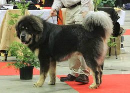 Тибетский мастиф (Tibetan Mastiff) - данные о породе собак Порода собак Тибетский мастиф (Tibetan Mastiff) - основные характеристики и показатели