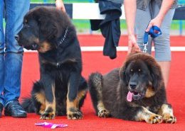 Тибетский мастиф (Tibetan Mastiff) - данные о породе собак Порода собак Тибетский мастиф (Tibetan Mastiff) - основные характеристики и показатели