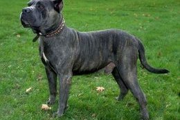 Presa Canario