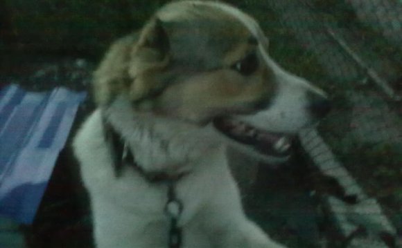 Собака Породы Алабай Фото