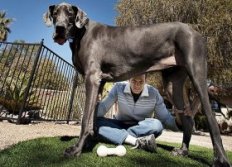 Рост Джорджа в холке составлял 110 сантиметров при весе 111 килограммов. Если поставить собаку на задние лапы, то его длина превышала 2,2 метра.