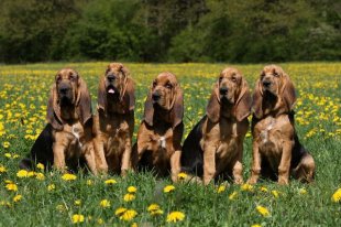 Самая умная собака, рейтинг собак, породы собак, самые умные собаки, самая умная порода собак, рейтинг пород собак, бордер колли, немецкая овчарка, лабрадор ретривер, бигль, бладхаунд, умные собаки