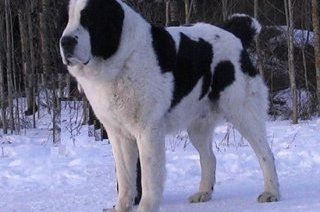 Самые сильные собаки фото 6