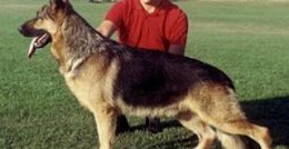 Старо-американская линия Старо-американская линия Немецкая овчарка, собаки