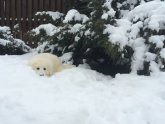 Большие Белые Собаки