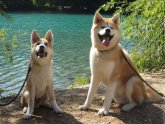 Японские Породы Собак Фото