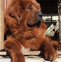 Тибетский мастиф Тибетский мастиф