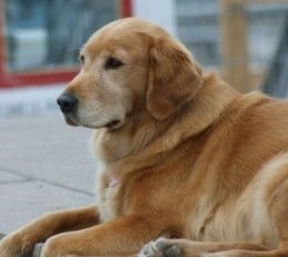 Топ-25: Самые дорогостоящие породы собак в мире