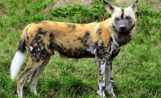 Топ-25: Самые сильные укусы в мире животных Топ-25: Самые сильные укусы в мире животных