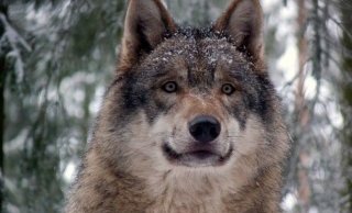 Топ-25: Самые сильные укусы в мире животных Топ-25: Самые сильные укусы в мире животных