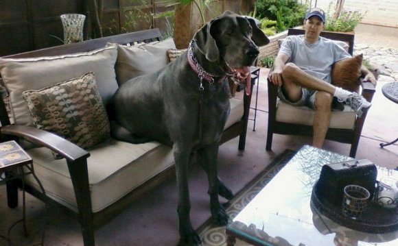 Самая Большая Собака Фото