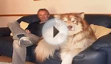 15 САМЫХ БОЛЬШИХ СОБАК В МИРЕ / VERY