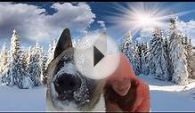 АКИТАСМЕШНЫЕ КАДРЫМоя собака:3