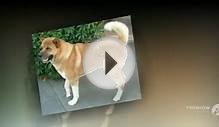 АМЕРИКАНСКАЯ АКИТА. Akita Dog