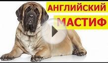 Английский мастиф - самая