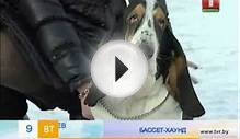 Бассет-хаунд.